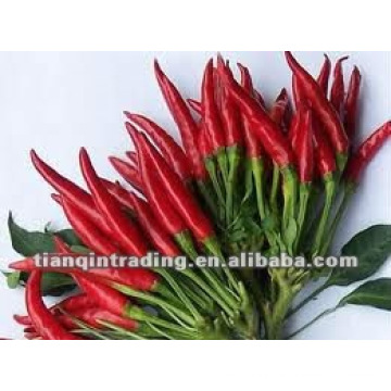 vendeur de piment rouge frais